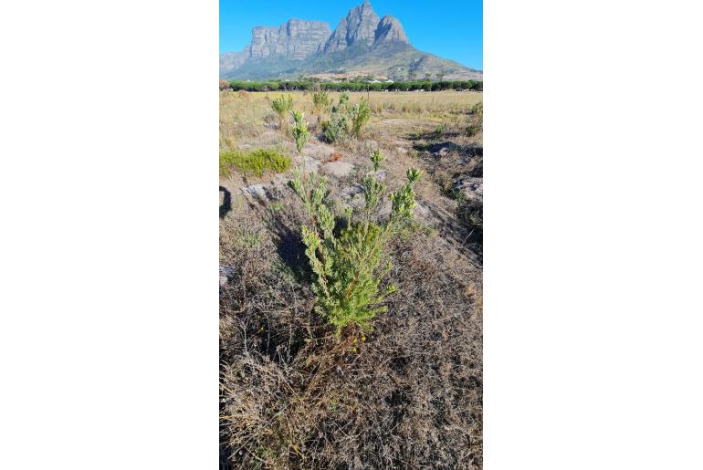 Leucadendron floridum -11050