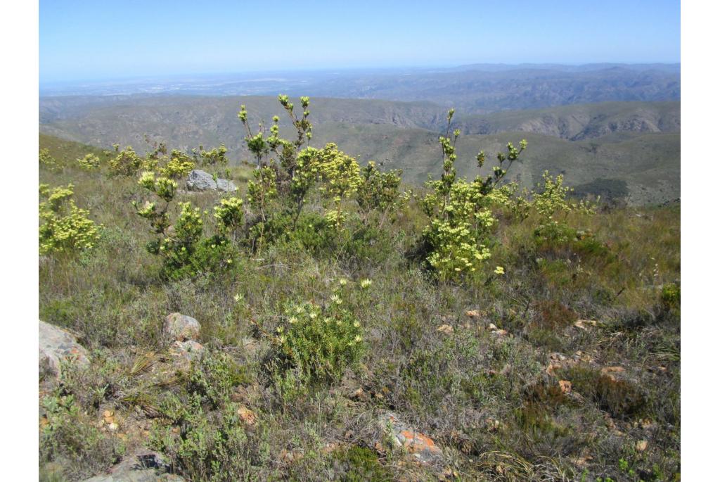 Loerie leucadendron