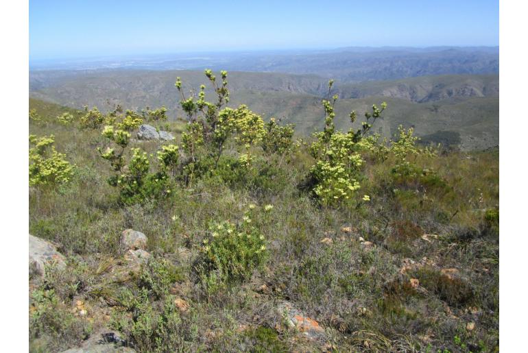 Leucadendron loeriense -11051