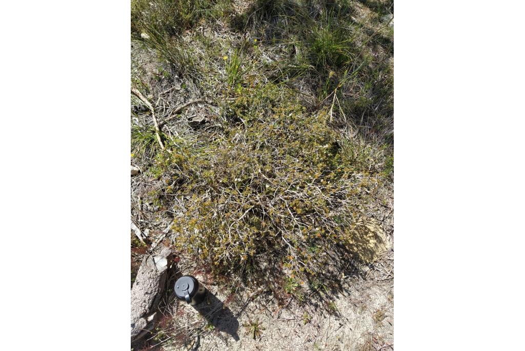 Sterfruit Melaleuca