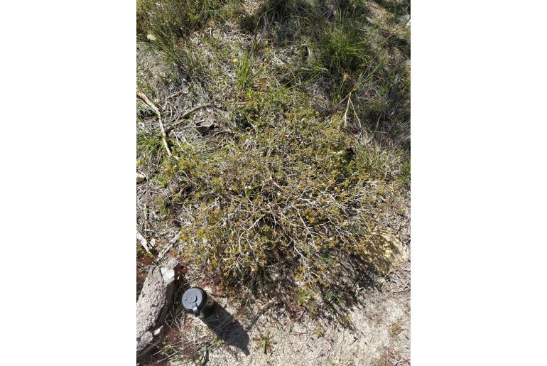 Melaleuca asterocarpa -11059