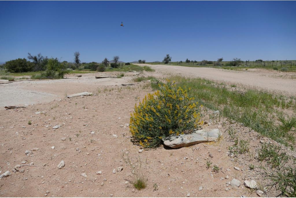 Glanzende zilveren crotalaria