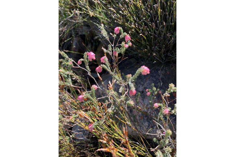 Erica glauca var elegans -11082