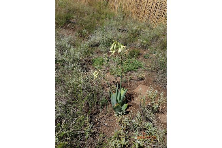 Ornithogalum regale -11091