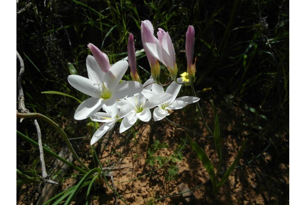 Leipoldt's geissorhiza