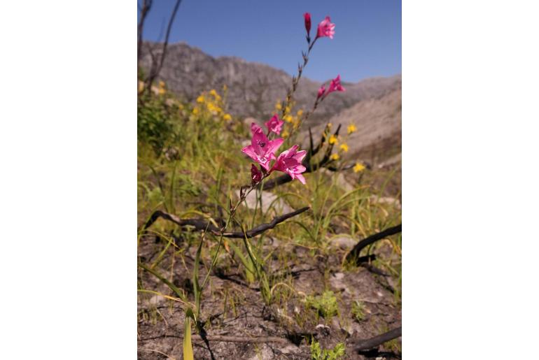 Gladiolus phoenix -11104