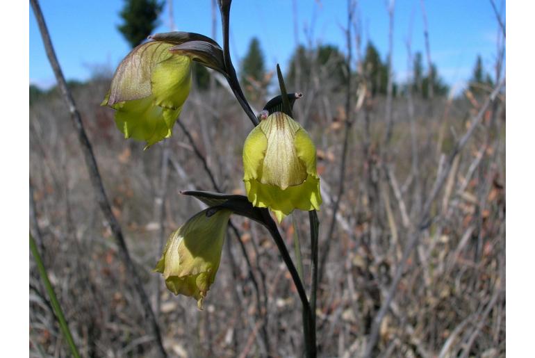 Gladiolus sufflavus -11106