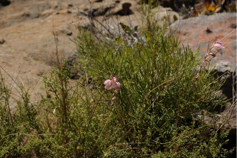 Gladiolus vernus -11107