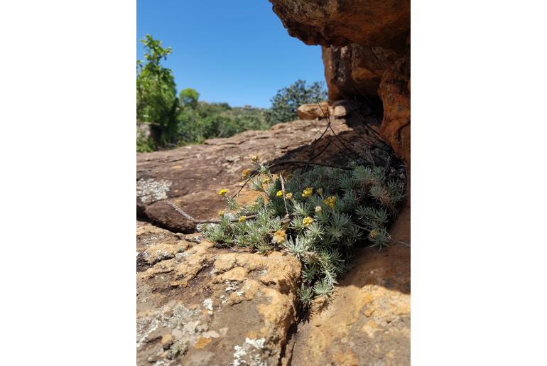 Helichrysum galpinii -11113