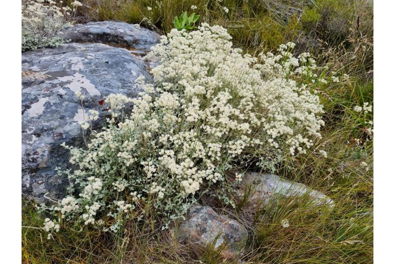 Helichrysum pandurifolium -11114