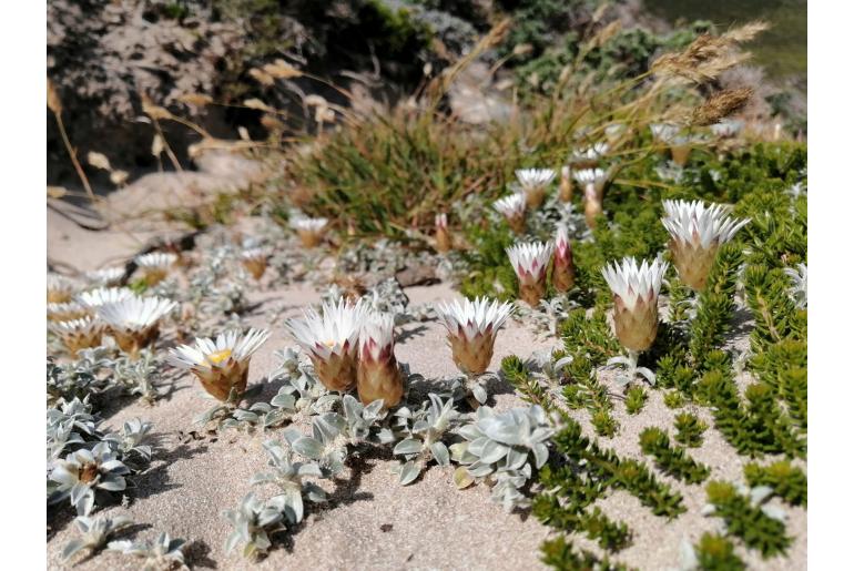 Helichrysum retortum -11115