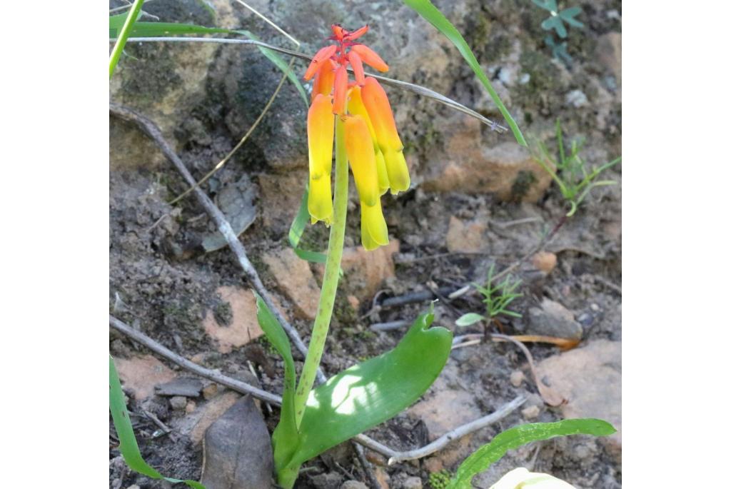 Prachtige lachenalia