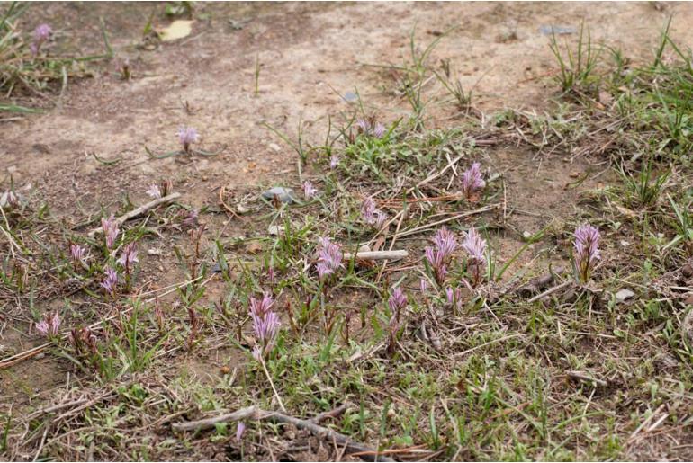 Lachenalia corymbosa -11139