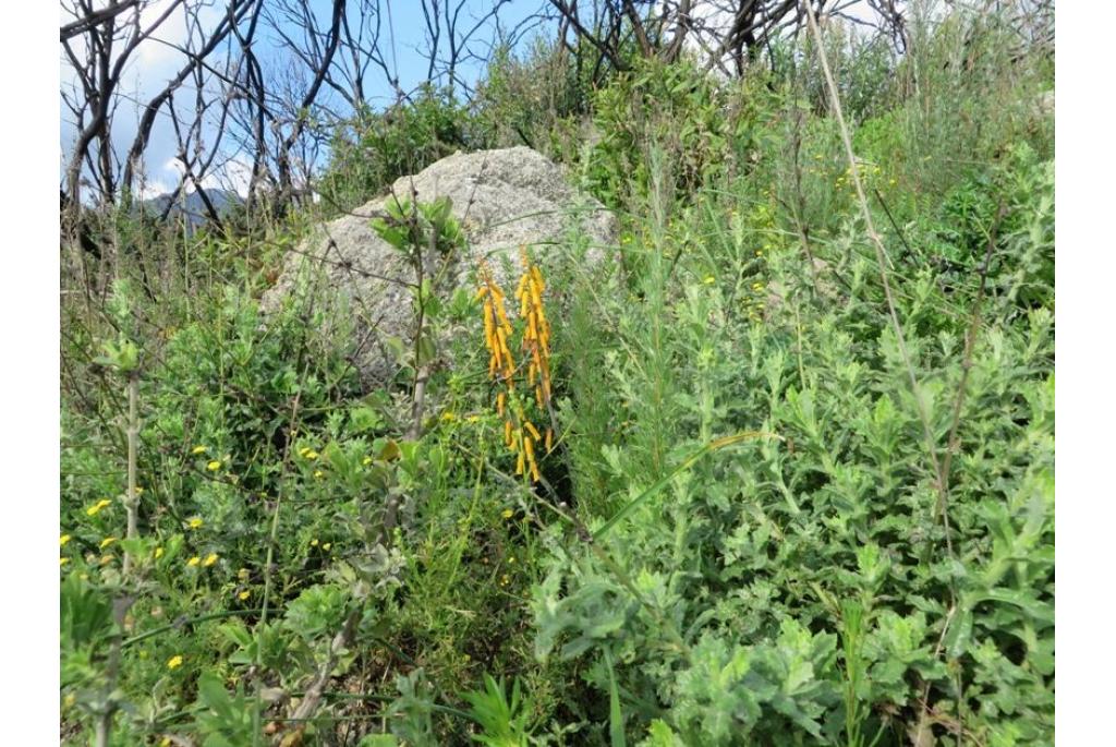 Gele lachenalia