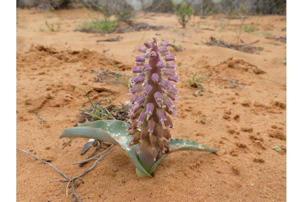 Blauwe lachenalia