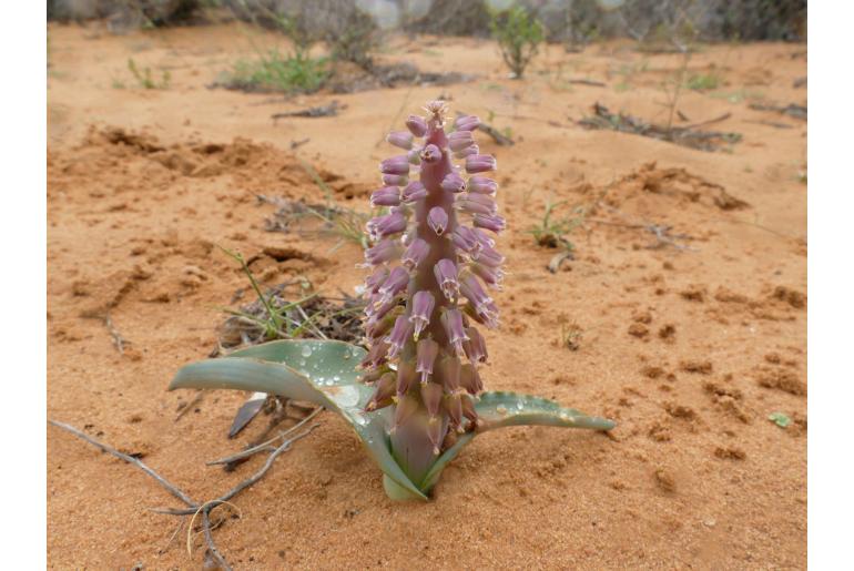 Lachenalia glauca -11141