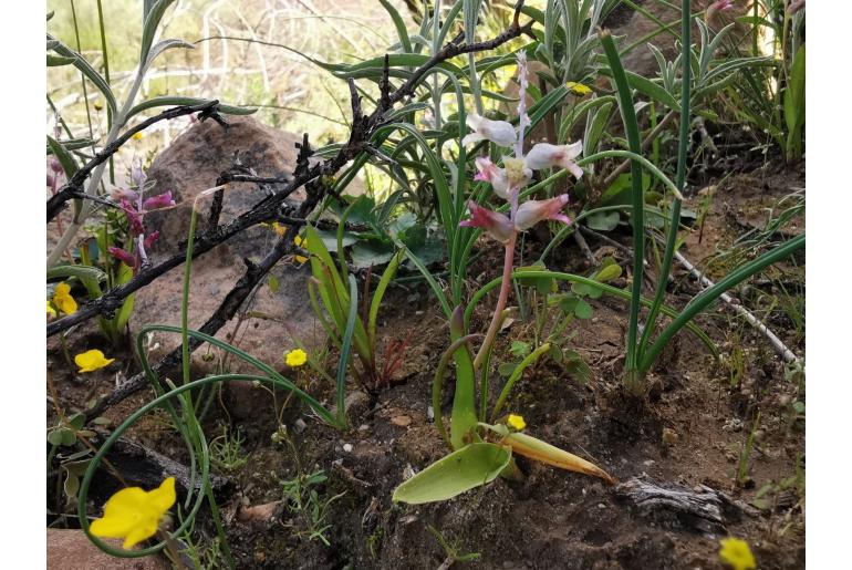 Lachenalia maximiliani -11144