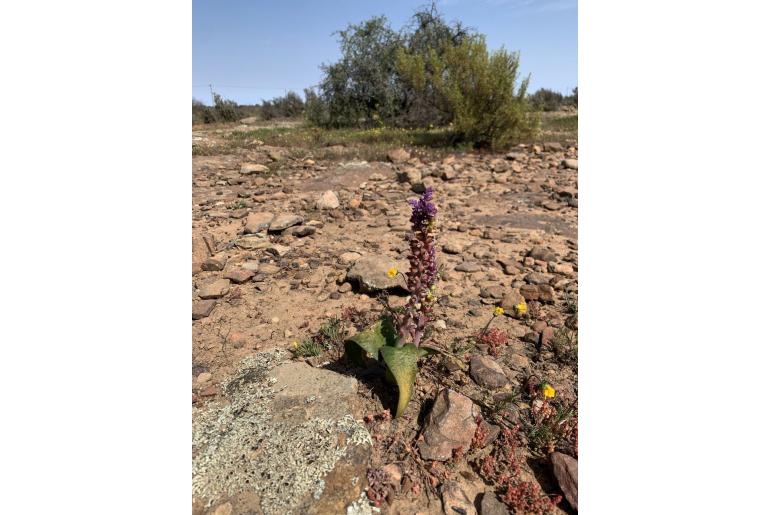 Lachenalia membranacea -11146