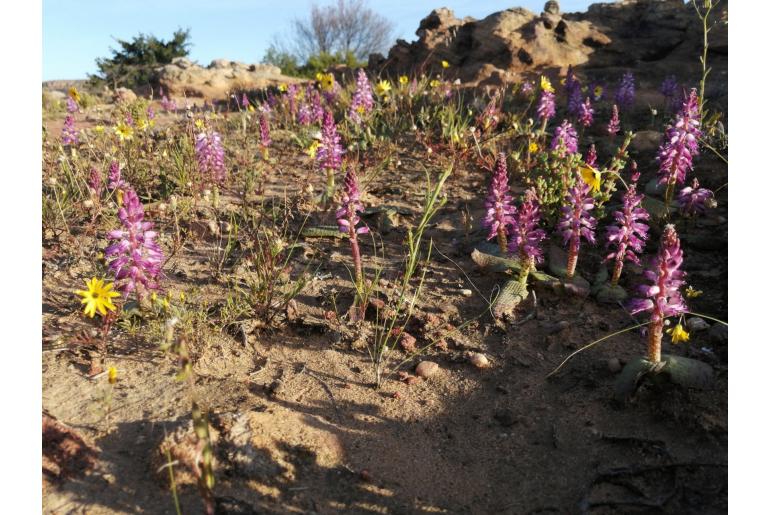 Lachenalia nardousbergensis -11148