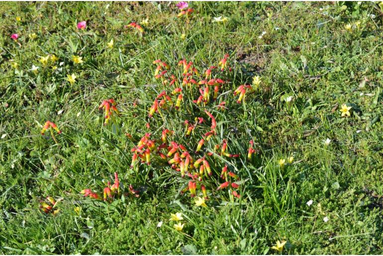 Lachenalia quadricolor -11149