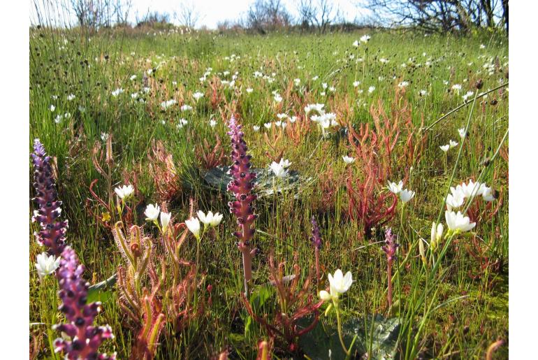 Lachenalia suaveolens -11150