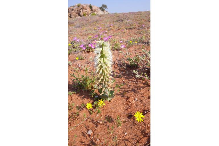 Lachenalia xerophila -11151