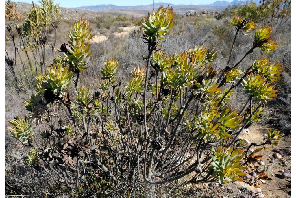 Barker's leucadendron