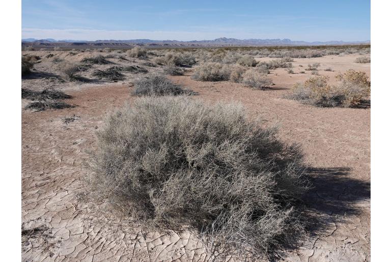 Atriplex confertifolia -11161