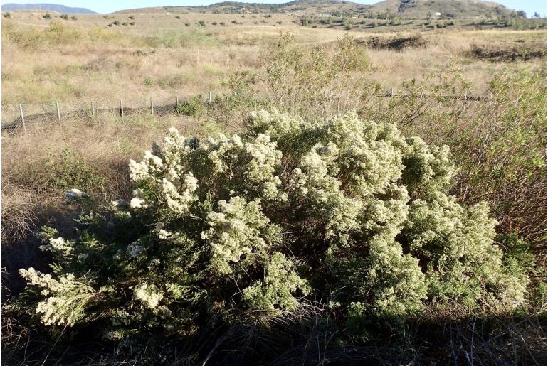 Baccharis pilularis -11163