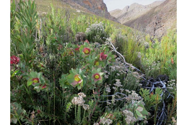 Leucadendron cordatum -11165