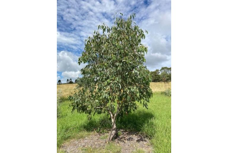 Eucalyptus ovata ssp grandiflora -11168