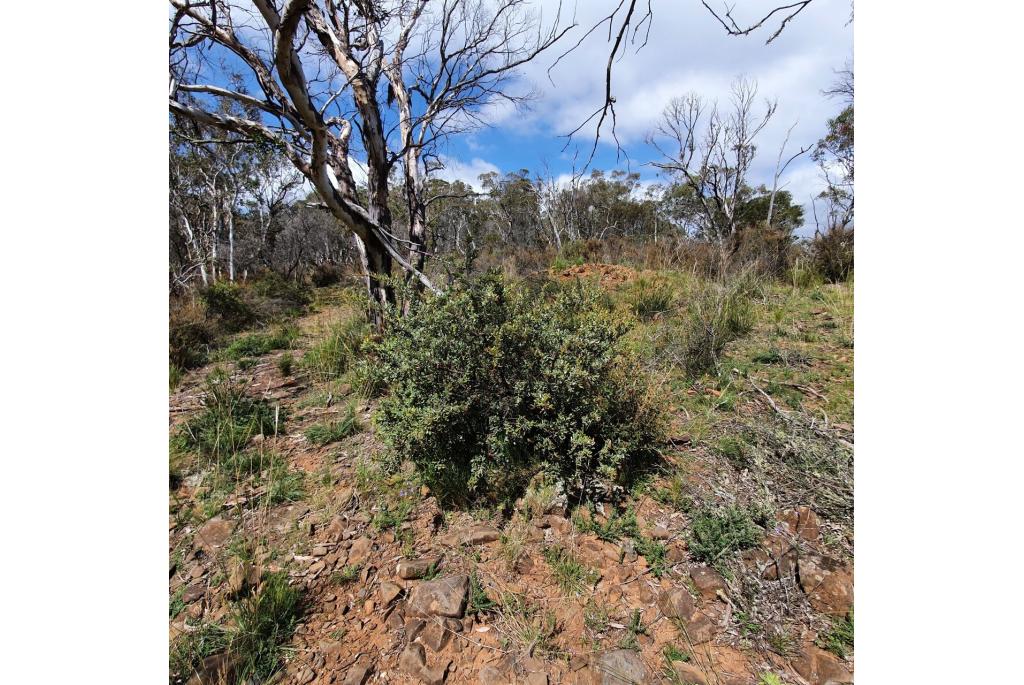 Zanderig gebied grevillea