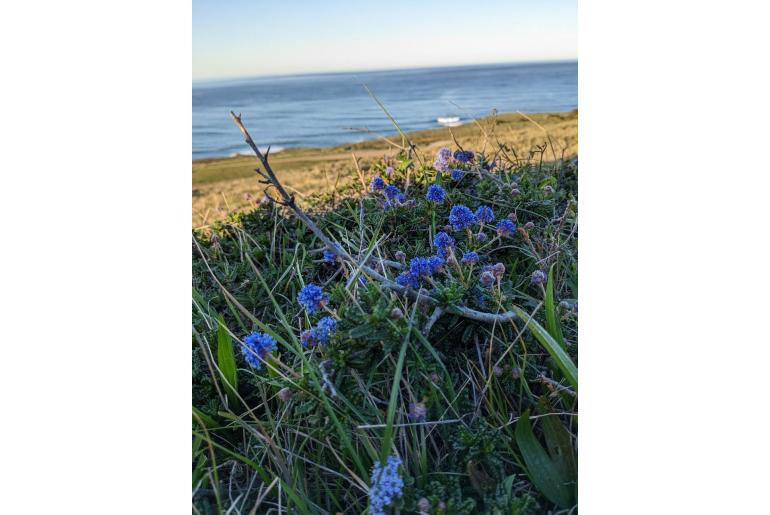 Ceanothus hearstiorum -11209