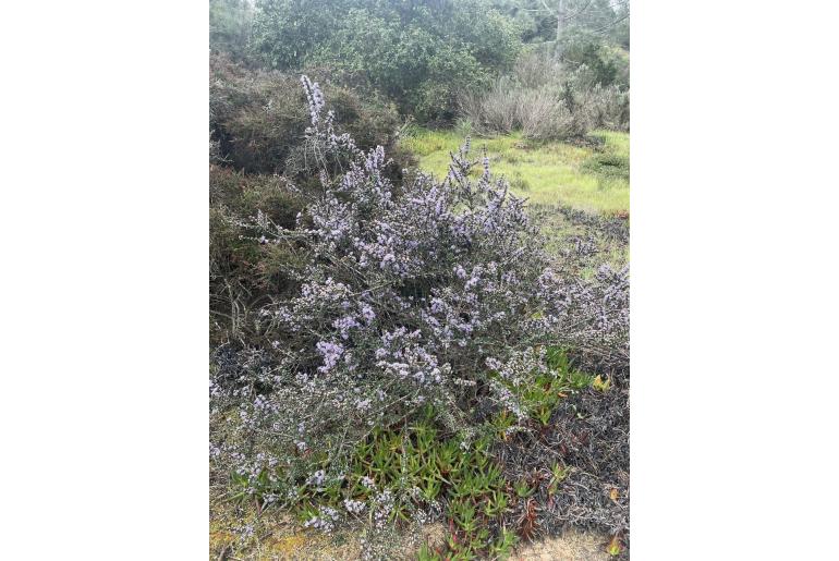 Ceanothus cuneatus var rigidus -11210