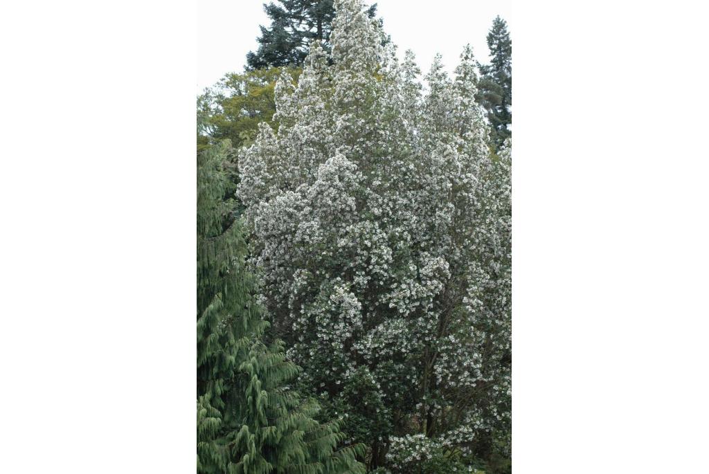 Eurcryphia van Nyman