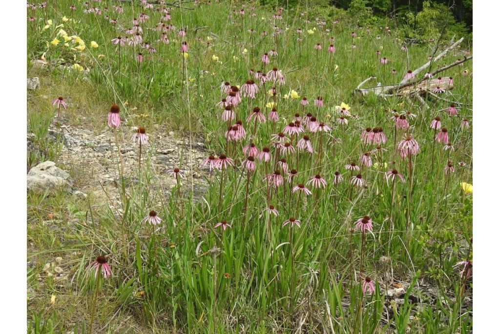 Prairie paarse zonnehoed