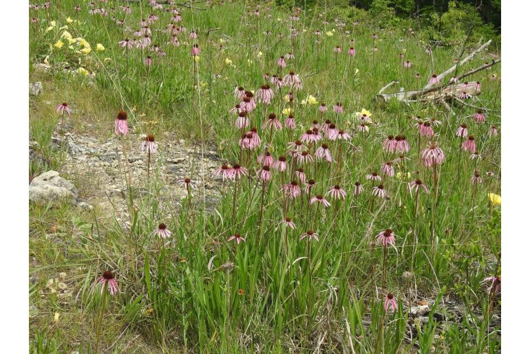 Echinacea simulata -11229