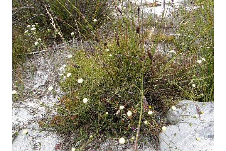 Senecio paniculatus -11253