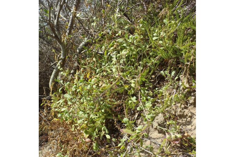 Silene crassifolia ssp primuliflora -11256