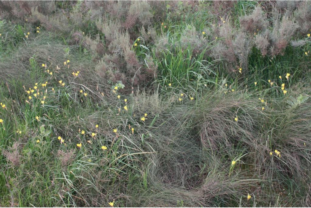 Geurende zigeunerbloem