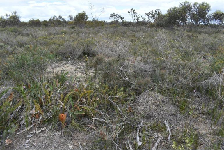 Banksia blechnifolia -11279