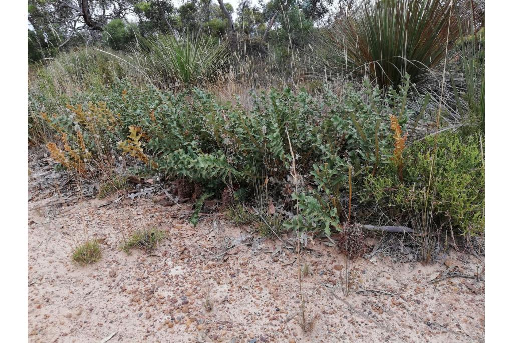 Kruipende banksia