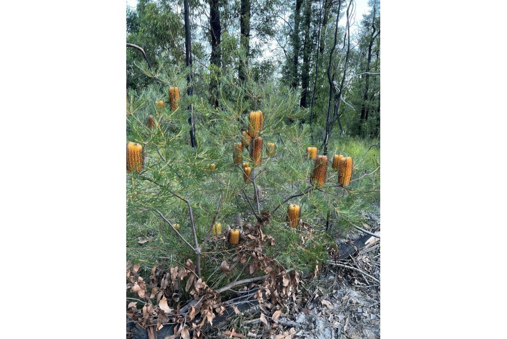 Haarspeld banksia