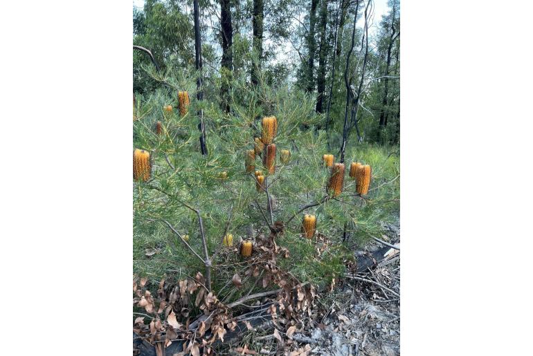 Banksia spinulosa -11281