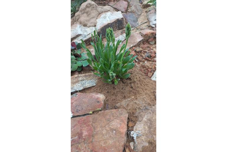 Albuca ciliaris -11283