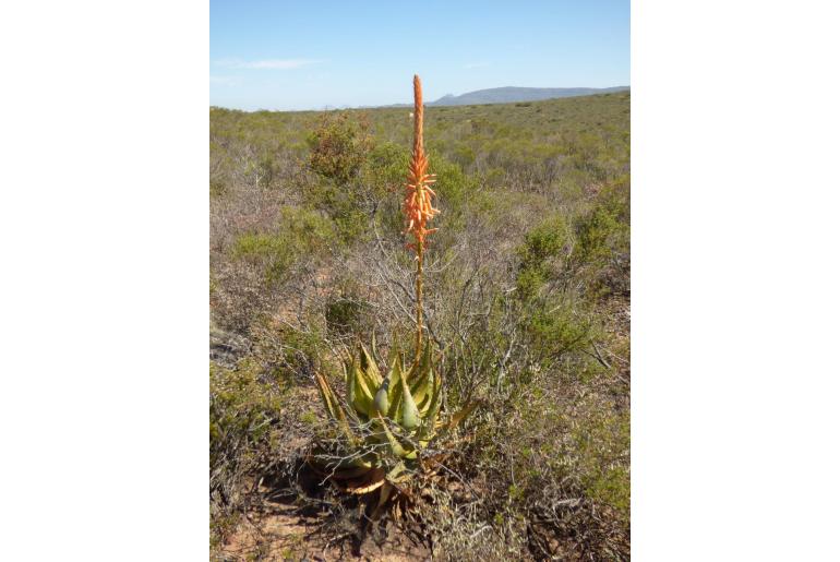 Aloe glauca -11291