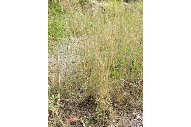 Bothriochloa decipiens -11304