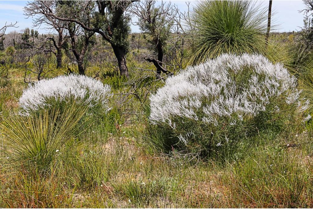 Gewone conospermum