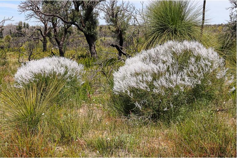 Conospermum stoechadis -11313