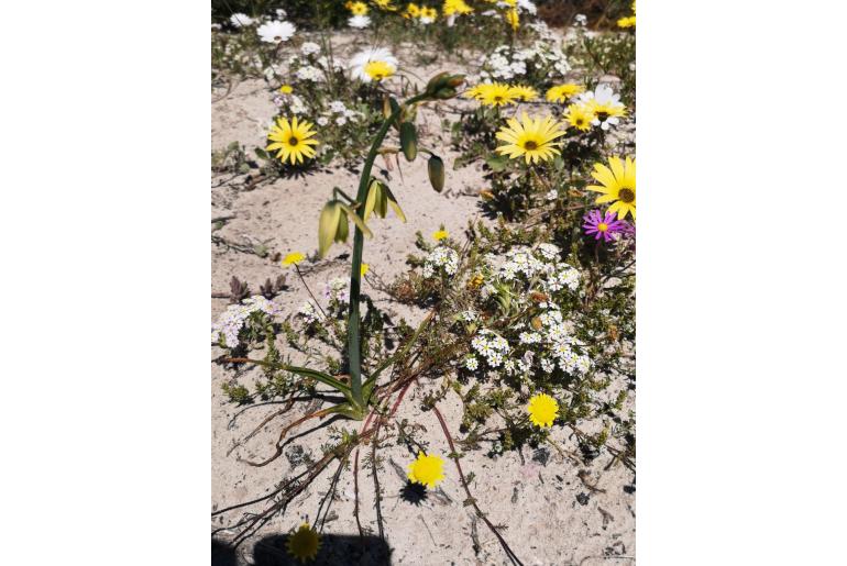 Albuca fragrans -11315